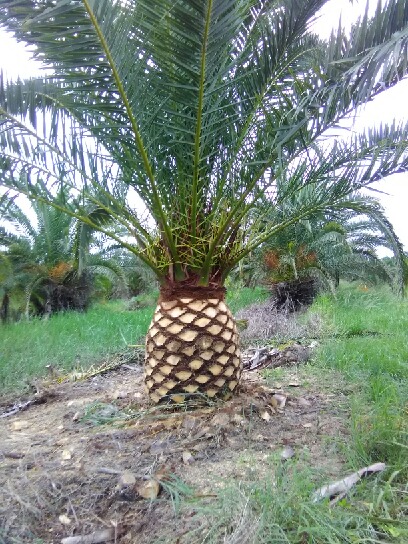 phoenix-canariensis-canary-island-date-palm-pineapple-palm