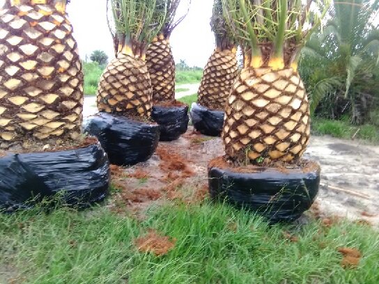 phoenix-canariensis-canary-island-date-palm-pineapple-palm