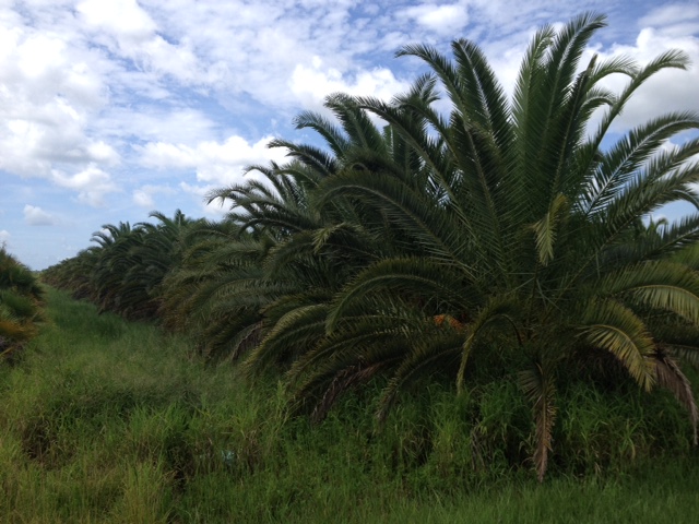 phoenix-canariensis-canary-island-date-palm-pineapple-palm