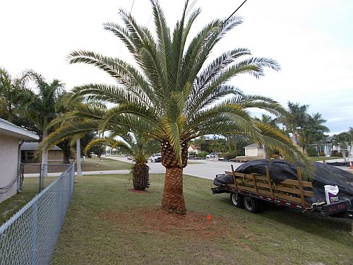 phoenix-canariensis-canary-island-date-palm-pineapple-palm