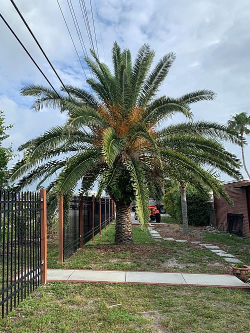 phoenix-canariensis-canary-island-date-palm-pineapple-palm