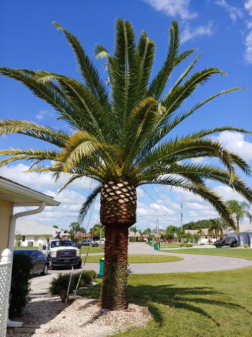phoenix-canariensis-canary-island-date-palm-pineapple-palm