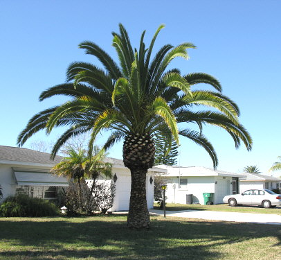 phoenix-canariensis-canary-island-date-palm-pineapple-palm
