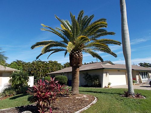 phoenix-canariensis-canary-island-date-palm-pineapple-palm