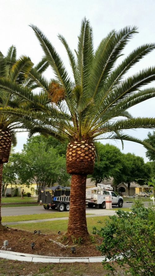 phoenix-canariensis-canary-island-date-palm-pineapple-palm