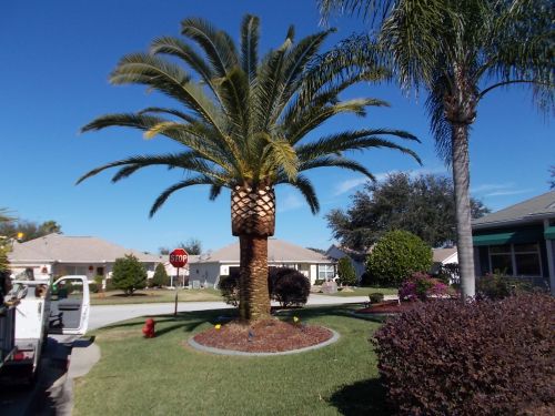 phoenix-canariensis-canary-island-date-palm-pineapple-palm