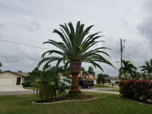 phoenix-canariensis-canary-island-date-palm-pineapple-palm