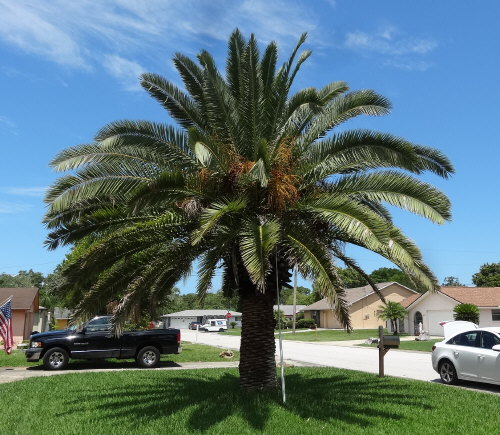 phoenix-canariensis-canary-island-date-palm-pineapple-palm