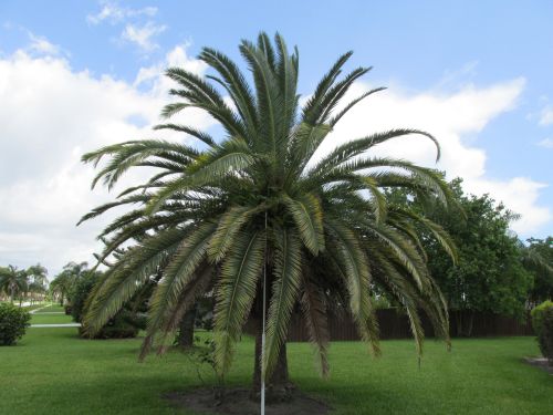 phoenix-canariensis-canary-island-date-palm-pineapple-palm