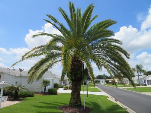 phoenix-canariensis-canary-island-date-palm-pineapple-palm