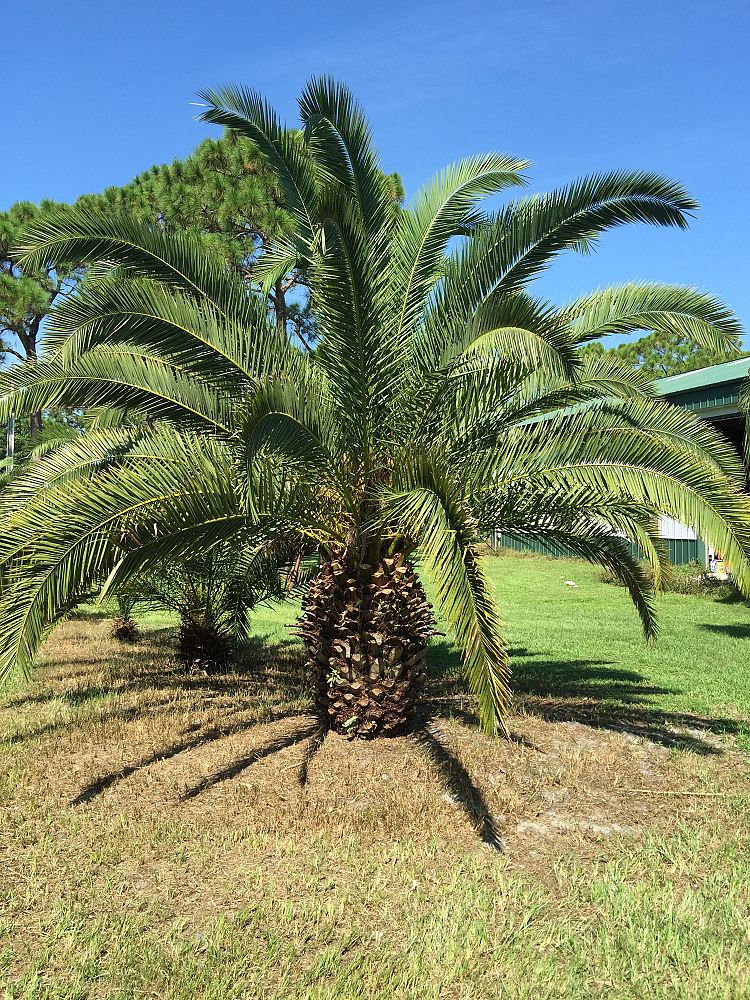 phoenix-canariensis-canary-island-date-palm-pineapple-palm