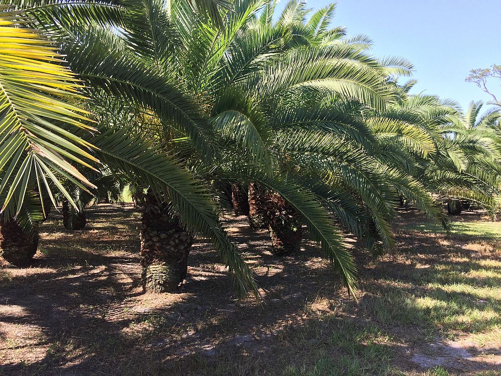 phoenix-canariensis-canary-island-date-palm-pineapple-palm