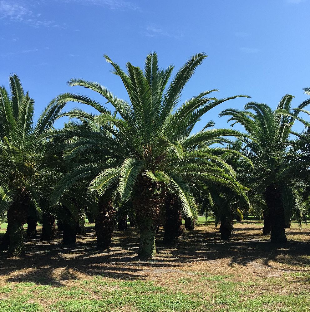 phoenix-canariensis-canary-island-date-palm-pineapple-palm