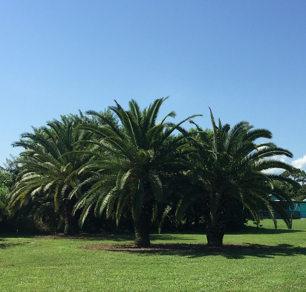 phoenix-canariensis-canary-island-date-palm-pineapple-palm