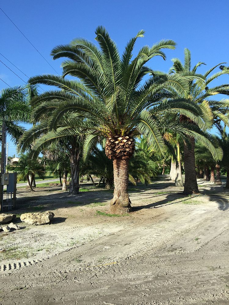 phoenix-canariensis-canary-island-date-palm-pineapple-palm