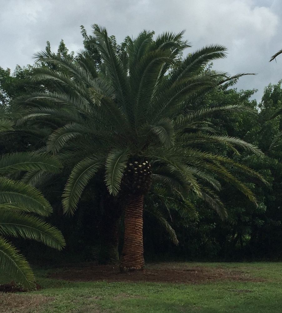 phoenix-canariensis-canary-island-date-palm-pineapple-palm