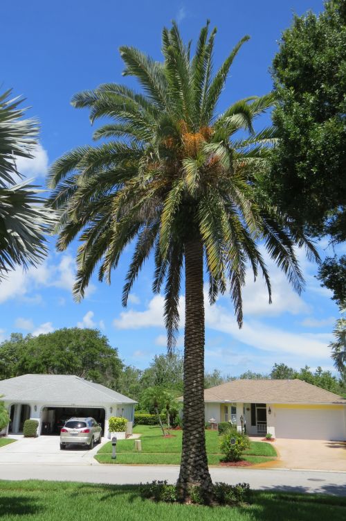 phoenix-canariensis-canary-island-date-palm-pineapple-palm