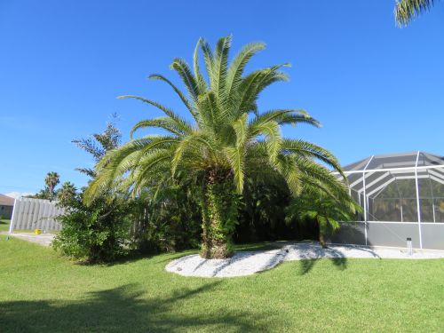 phoenix-canariensis-canary-island-date-palm-pineapple-palm