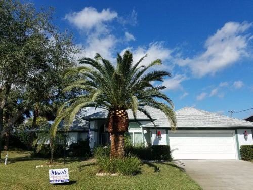phoenix-canariensis-canary-island-date-palm-pineapple-palm