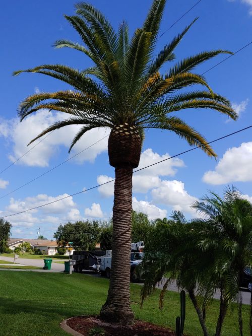 phoenix-canariensis-canary-island-date-palm-pineapple-palm