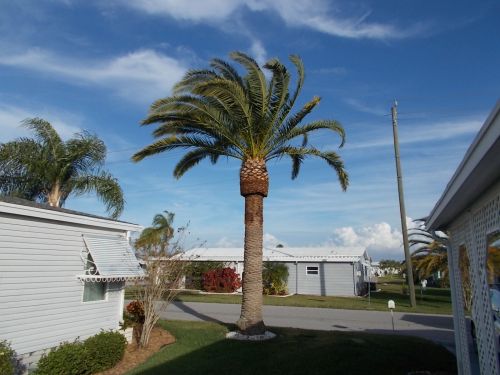 phoenix-canariensis-canary-island-date-palm-pineapple-palm
