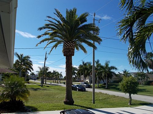 phoenix-canariensis-canary-island-date-palm-pineapple-palm