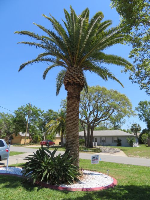 phoenix-canariensis-canary-island-date-palm-pineapple-palm