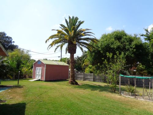 phoenix-canariensis-canary-island-date-palm-pineapple-palm