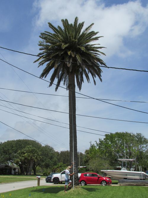 phoenix-canariensis-canary-island-date-palm-pineapple-palm