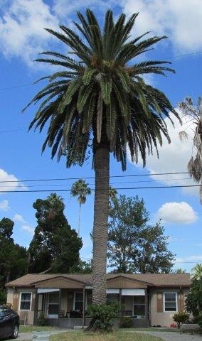 phoenix-canariensis-canary-island-date-palm-pineapple-palm