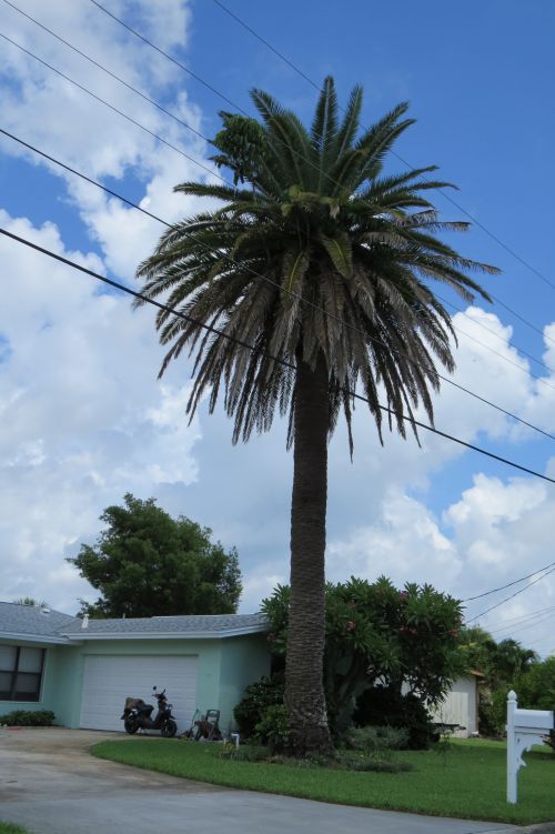 phoenix-canariensis-canary-island-date-palm-pineapple-palm