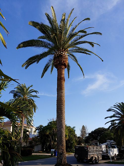 phoenix-canariensis-canary-island-date-palm-pineapple-palm