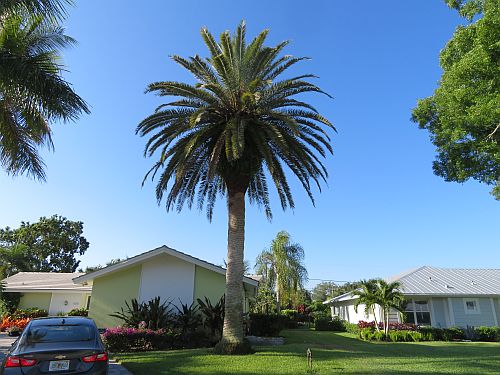 phoenix-canariensis-canary-island-date-palm-pineapple-palm