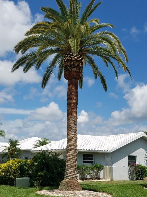 phoenix-canariensis-canary-island-date-palm-pineapple-palm
