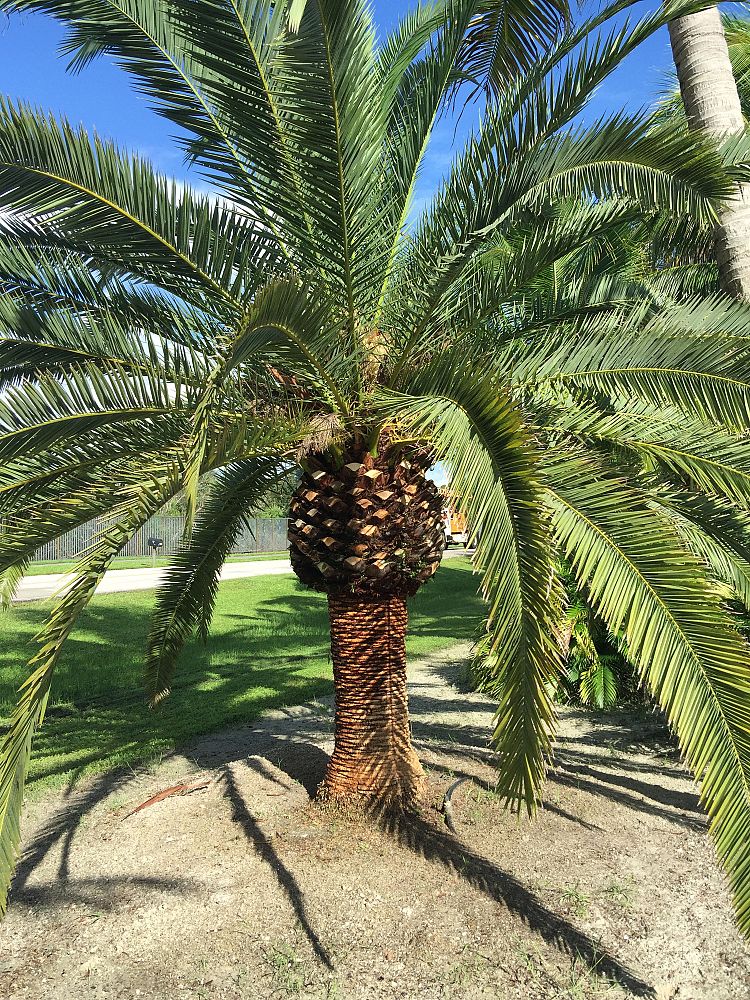 phoenix-canariensis-canary-island-date-palm-pineapple-palm