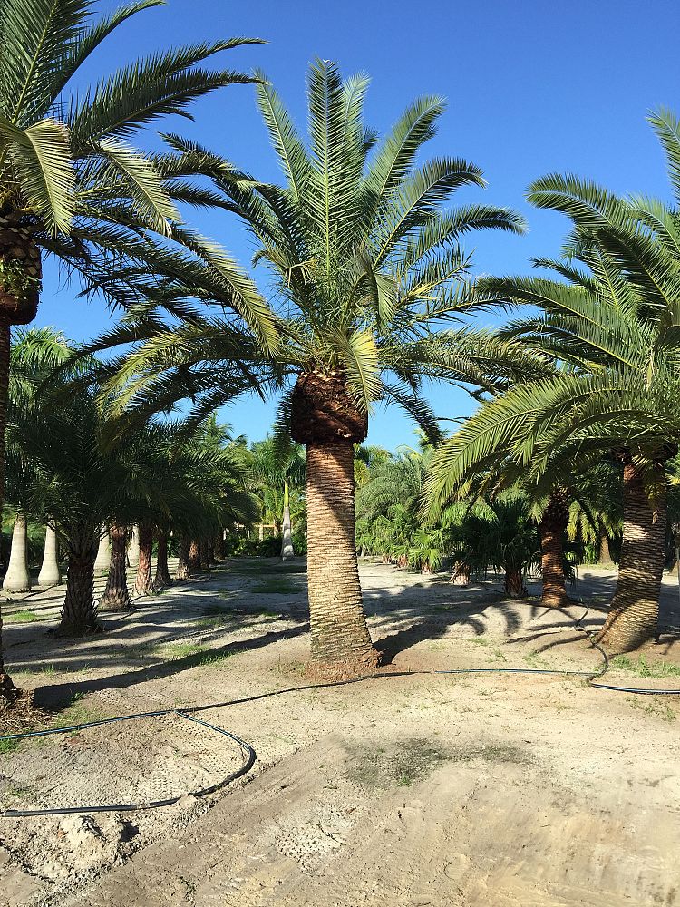 phoenix-canariensis-canary-island-date-palm-pineapple-palm