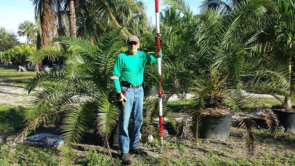 phoenix-canariensis-canary-island-date-palm-pineapple-palm