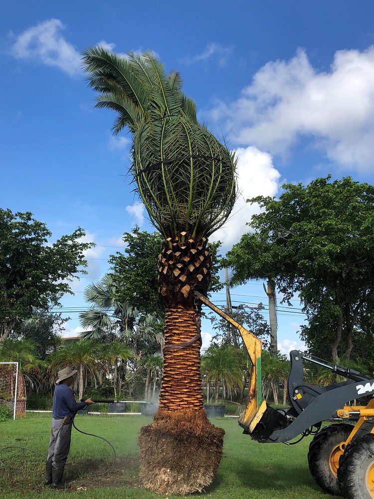 phoenix-canariensis-canary-island-date-palm-pineapple-palm