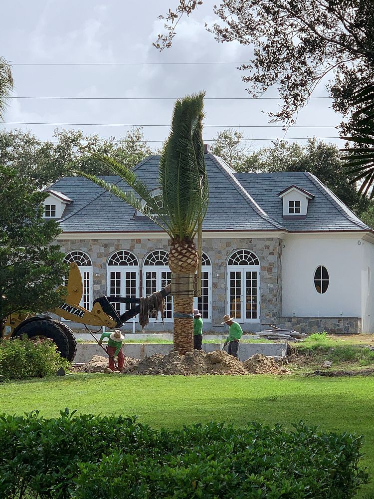 phoenix-canariensis-canary-island-date-palm-pineapple-palm