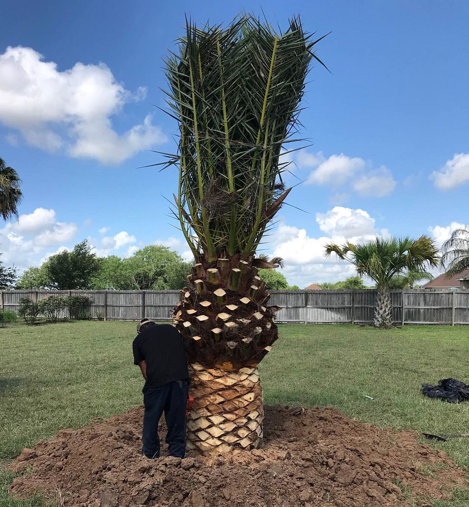 phoenix-canariensis-canary-island-date-palm-pineapple-palm