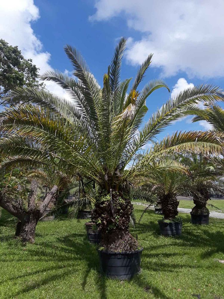 phoenix-canariensis-canary-island-date-palm-pineapple-palm