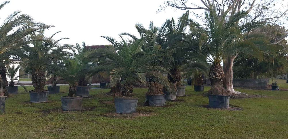 phoenix-canariensis-canary-island-date-palm-pineapple-palm