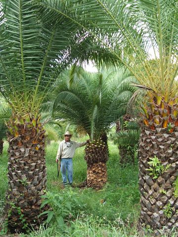 phoenix-canariensis-canary-island-date-palm-pineapple-palm