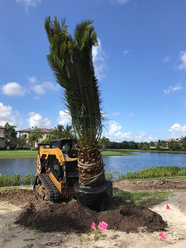 phoenix-canariensis-canary-island-date-palm-pineapple-palm