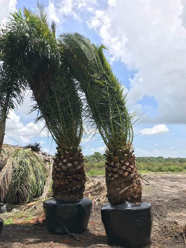 phoenix-canariensis-canary-island-date-palm-pineapple-palm