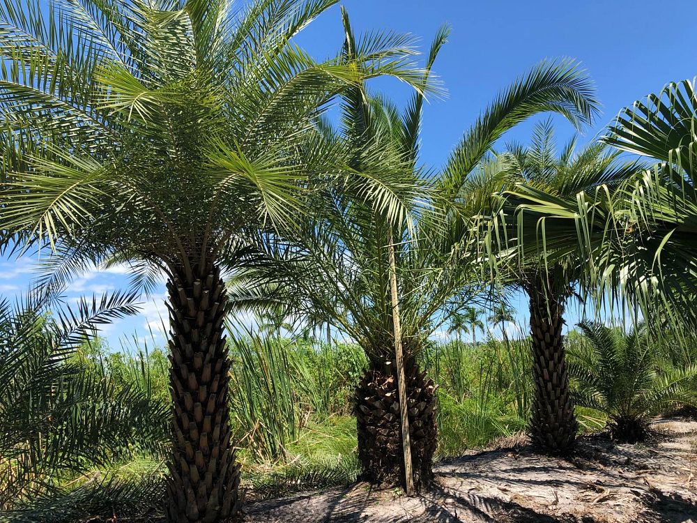 phoenix-canariensis-canary-island-date-palm-pineapple-palm