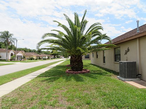 phoenix-canariensis-canary-island-date-palm-pineapple-palm