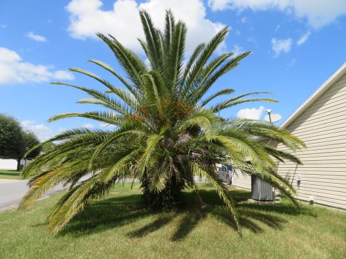 phoenix-canariensis-canary-island-date-palm-pineapple-palm