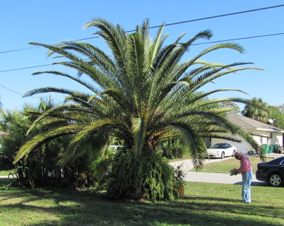 phoenix-canariensis-canary-island-date-palm-pineapple-palm