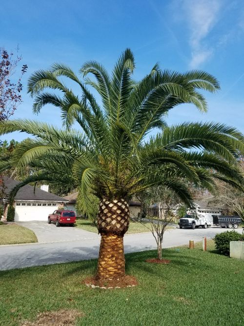 phoenix-canariensis-canary-island-date-palm-pineapple-palm